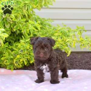 Hershey, Yorkie Puppy