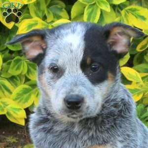Hershey, Blue Heeler – Australian Cattle Dog Puppy
