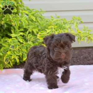 Hershey, Yorkie Puppy