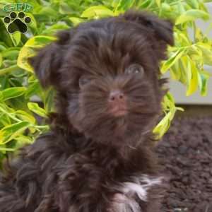 Hershey, Yorkie Puppy