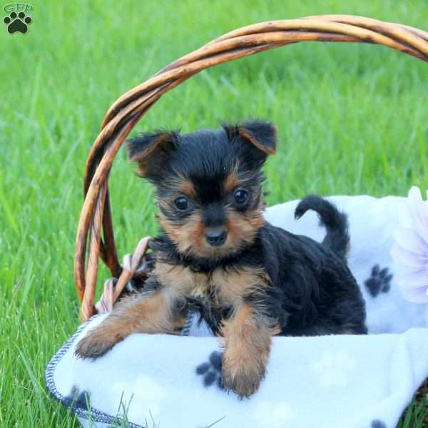 Honey, Yorkie Puppy