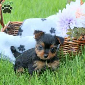 Honey, Yorkie Puppy