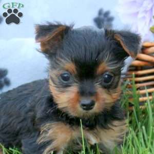 Honey, Yorkie Puppy