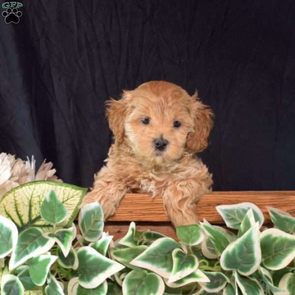 Hope, Maltipoo Puppy