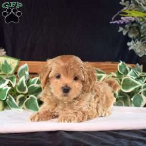Hope, Maltipoo Puppy