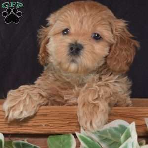 Hope, Maltipoo Puppy
