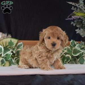 Hope, Maltipoo Puppy