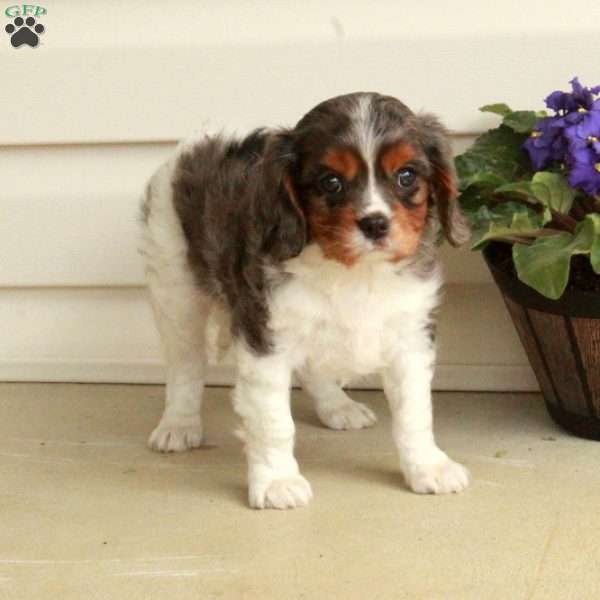 Huck, Cavalier King Charles Spaniel Puppy
