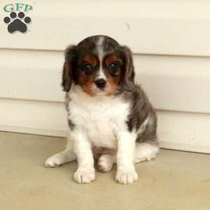 Huck, Cavalier King Charles Spaniel Puppy