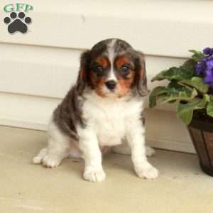 Huck, Cavalier King Charles Spaniel Puppy