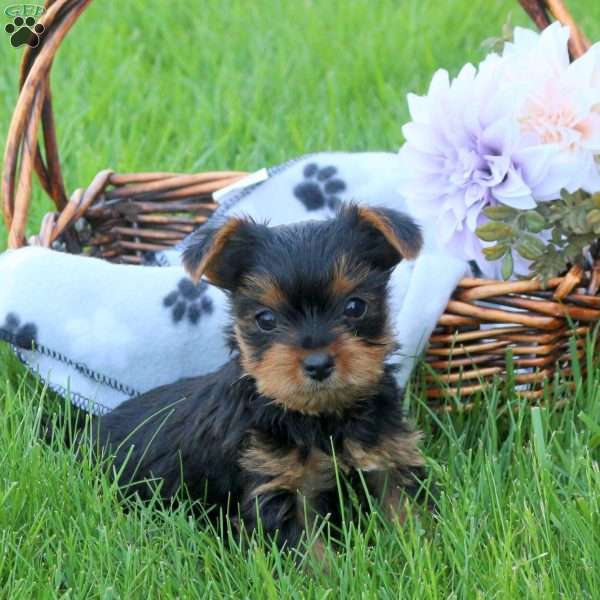 Huckleberry, Yorkie Puppy