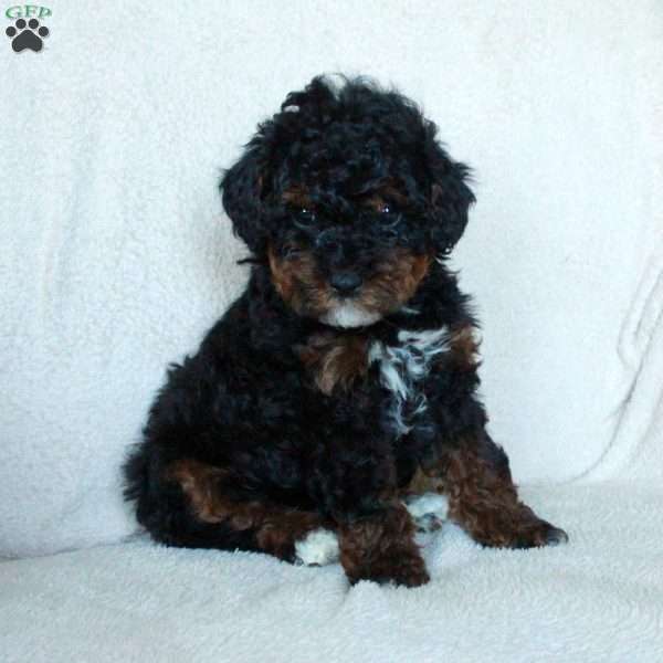 Huckleberry, Miniature Poodle Puppy
