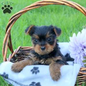 Huckleberry, Yorkie Puppy