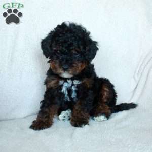 Huckleberry, Miniature Poodle Puppy