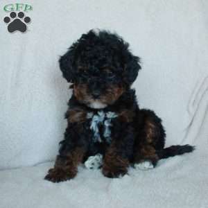 Huckleberry, Miniature Poodle Puppy