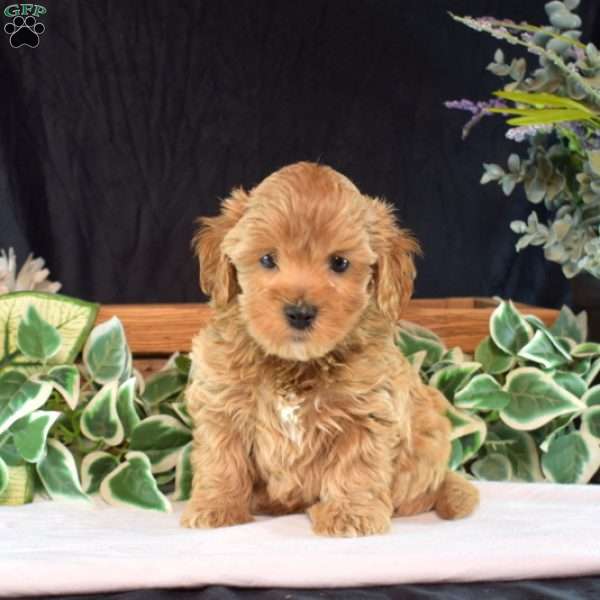 Hudson, Maltipoo Puppy