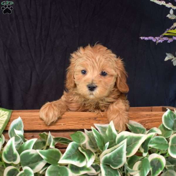 Hunter, Maltipoo Puppy