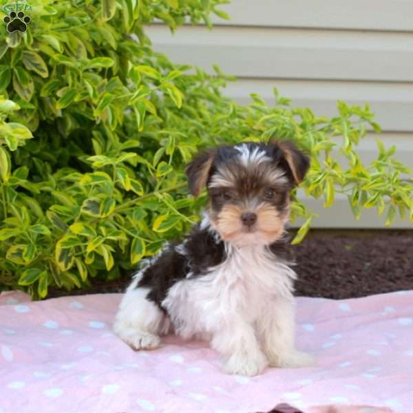 Hunter, Yorkie Puppy