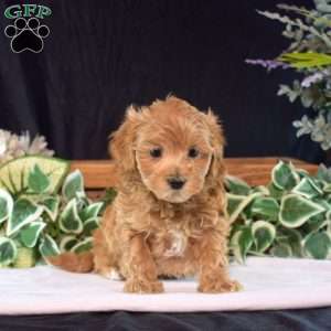 Hunter, Maltipoo Puppy
