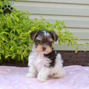 Hunter, Yorkie Puppy