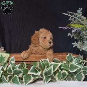Hunter, Maltipoo Puppy