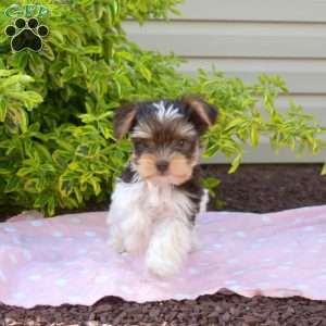 Hunter, Yorkie Puppy