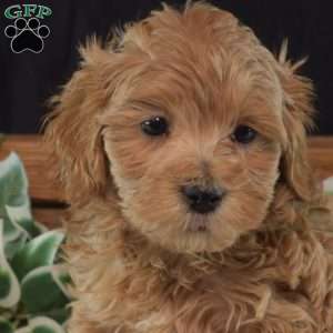 Hunter, Maltipoo Puppy