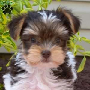 Hunter, Yorkie Puppy