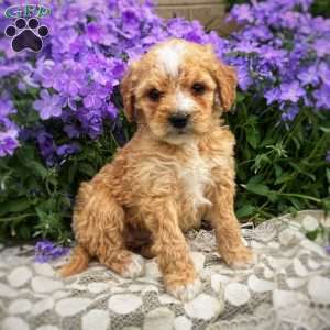 Summer, Mini Goldendoodle Puppy