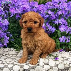 Shiloh, Mini Goldendoodle Puppy