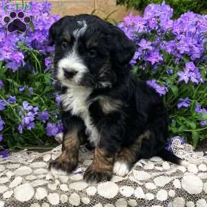 Pansy, Mini Bernedoodle Puppy