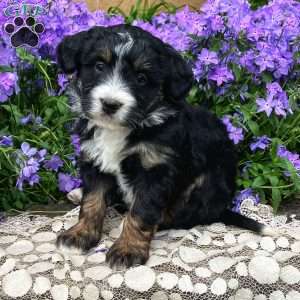 Pansy, Mini Bernedoodle Puppy