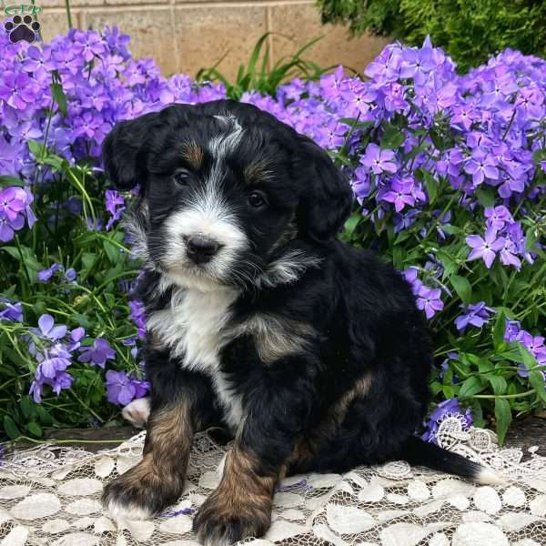 Pansy, Mini Bernedoodle Puppy