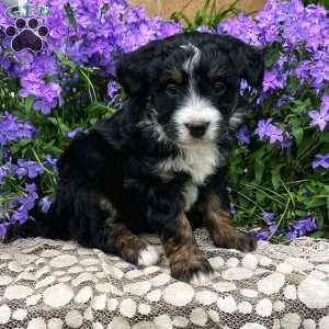 Pansy, Mini Bernedoodle Puppy