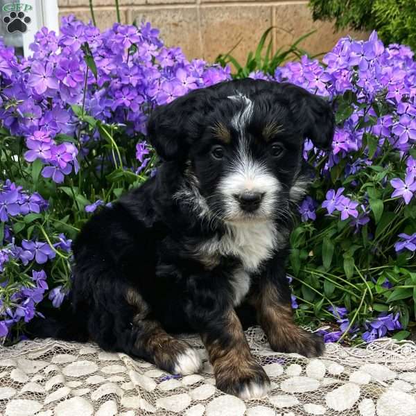 Pansy, Mini Bernedoodle Puppy
