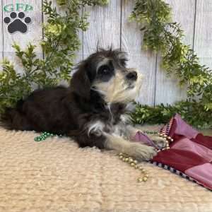 Tina, Miniature Schnauzer Puppy