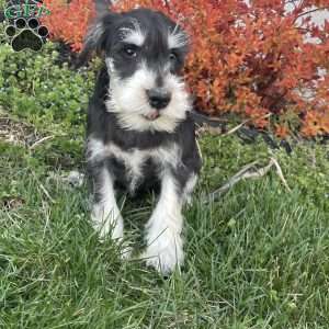 Tanner, Miniature Schnauzer Puppy