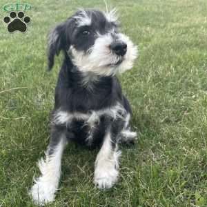 Tanner, Miniature Schnauzer Puppy