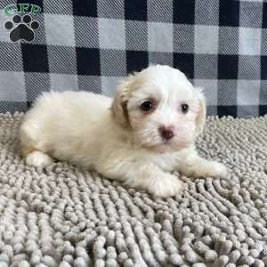 Helen, Havanese Puppy