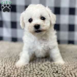Janet, Bichon Frise Puppy