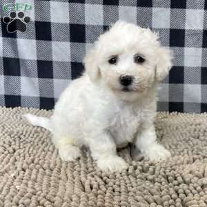Jean, Bichon Frise Puppy