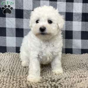 Jenny, Bichon Frise Puppy