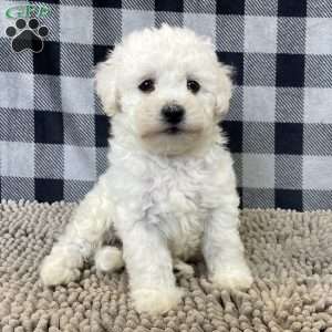 Jenny, Bichon Frise Puppy