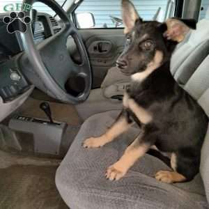 Tabatha, German Shepherd Puppy