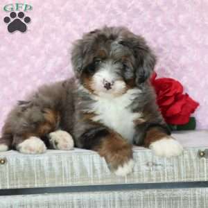 Petunia, Mini Bernedoodle Puppy