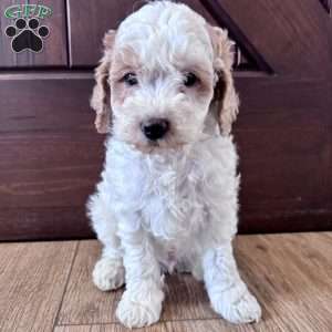 Chase – Mini F1b, Cockapoo Puppy