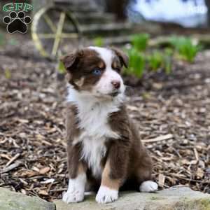 Ada, Australian Shepherd Puppy