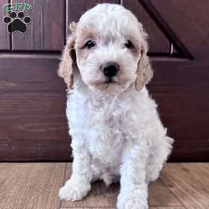 Chase – Mini F1b, Cockapoo Puppy