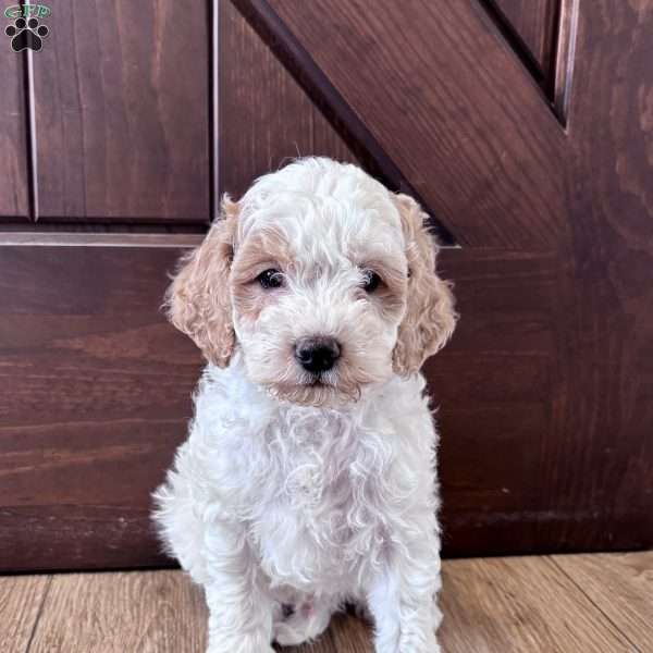 Chase – Mini F1b, Cockapoo Puppy
