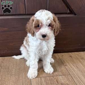 Chloe – Mini F1b, Cockapoo Puppy